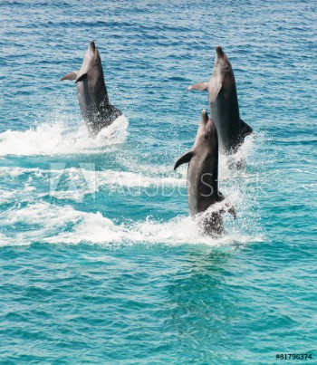 Picture of bottlenose dolphins